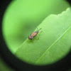 Unknown leaf beetle