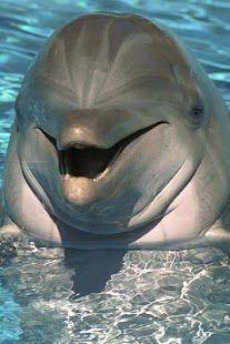 Penguin and Dolphin Wallpaper Screenshots 23