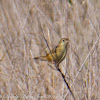 Zitting Cisticola; Buitrón