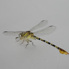 Common Hooktail