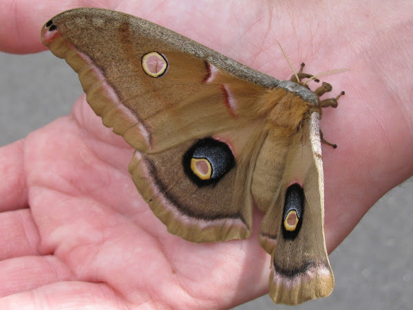 Polyphemus Moth | Project Noah