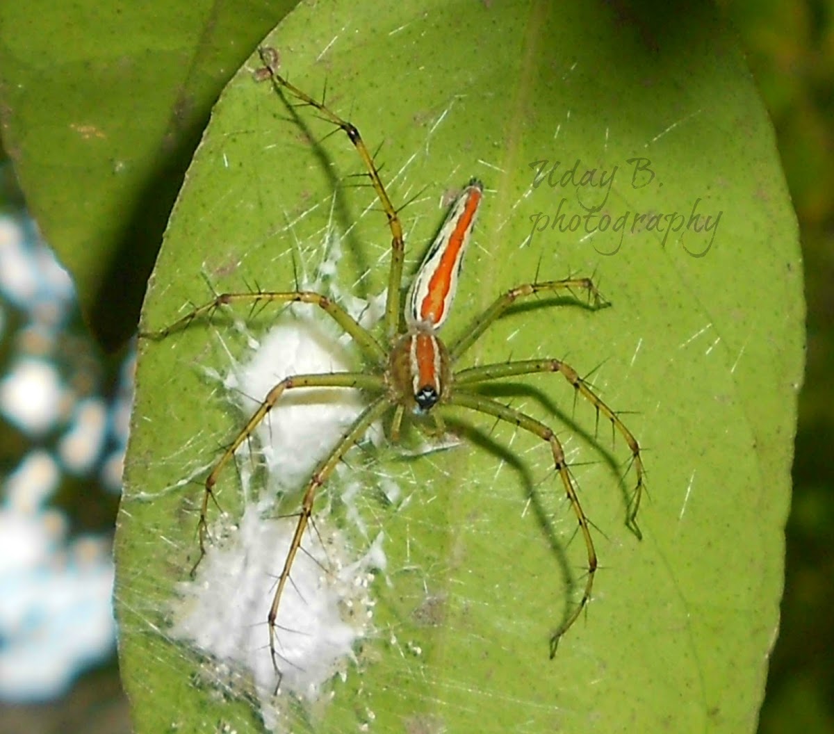 Orange backed Lynx Spider(Female)