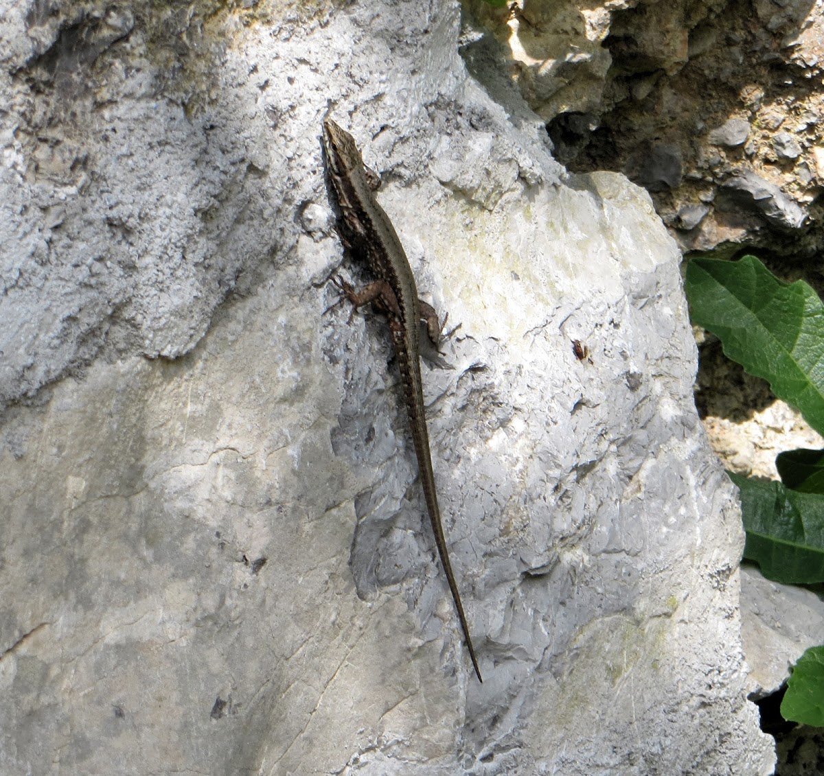Horvath's rock lizard