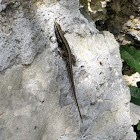 Horvath's rock lizard