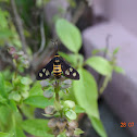 Wasp Moth