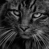 Clyde Cat by Tracy Hughes -  