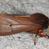 Large Ruby Tiger Moth