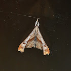 Dark-Spotted Palthis Moth