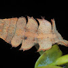 Geometridae larva