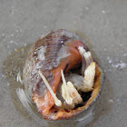 Hermit crab (cangrejo Hermitaño)