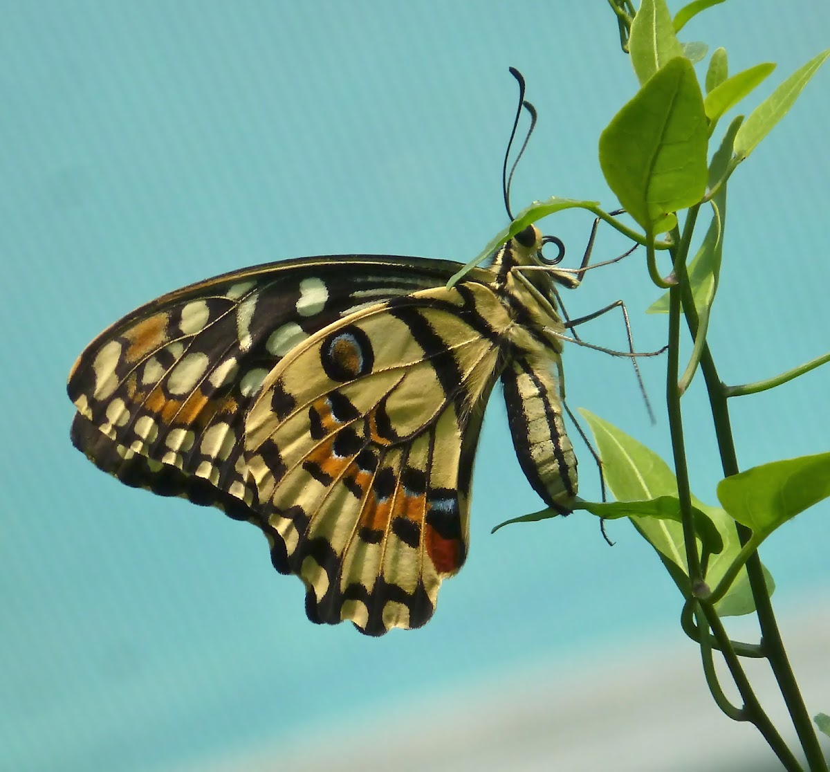 Common Lime Butterfly (female)