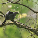 Gray Catbird