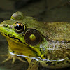 Green or bronze frog