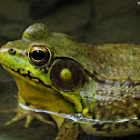 Green or bronze frog
