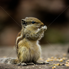 Breakfast is served by Shobhit Tiwari - Animals Other
