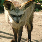Bat Eared Fox