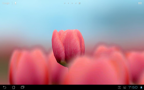3D Tulip Live Wallpaper Free(圖2)-速報App