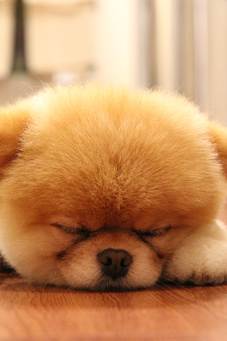 Sleeping Puppy Wallpapers