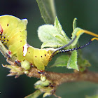 Cerura caterpillar