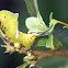 Cerura caterpillar