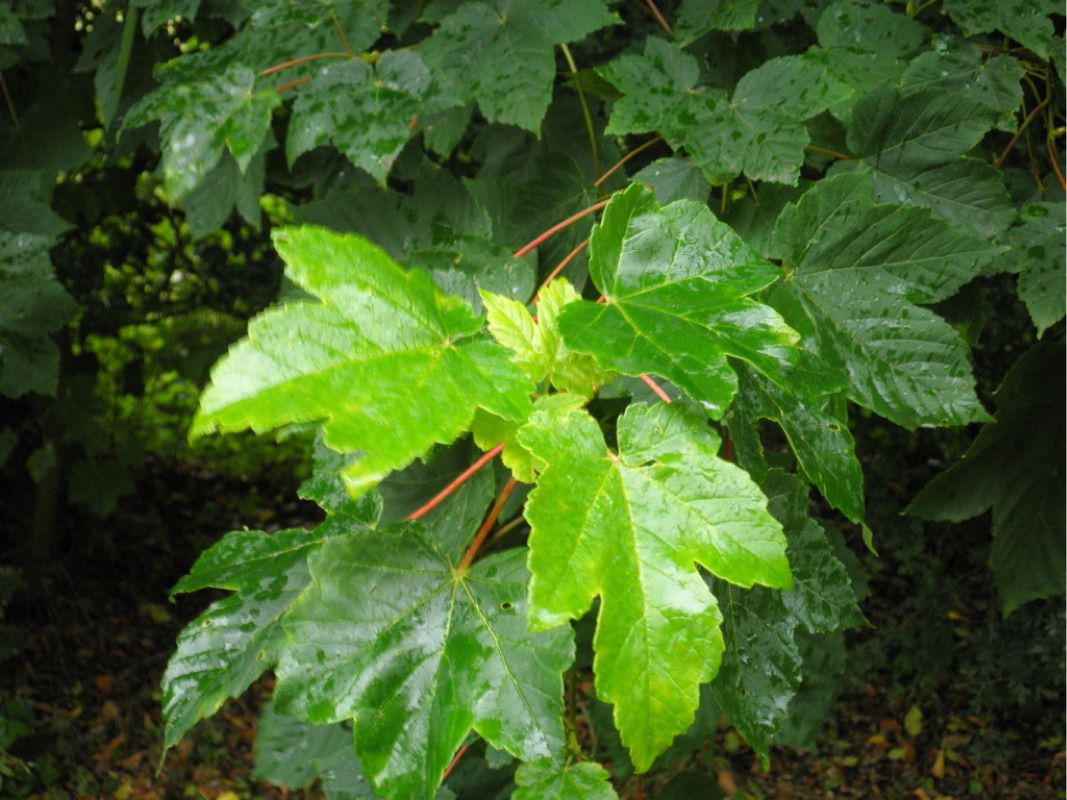 Acer pseudoplatanus (Arce blanco o Sicomoro. Sycamore)