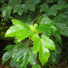 Acer pseudoplatanus (Arce blanco o Sicomoro. Sycamore)