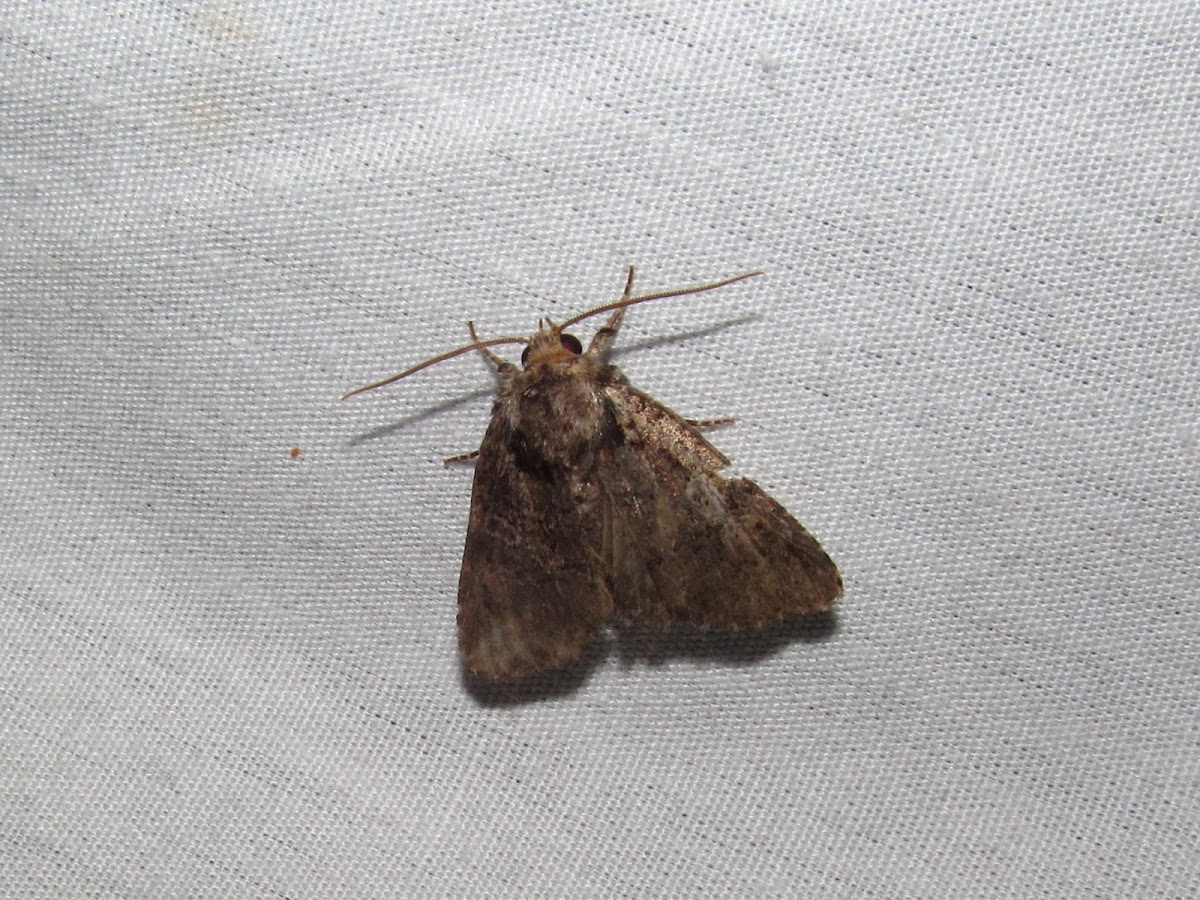 Noctuid moth