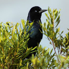 Boat-tailed Grackle (male and female)