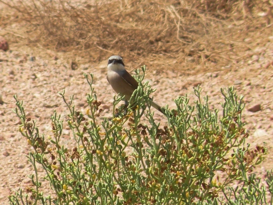 Red-backed Shrike (Male)