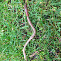 Earthworm