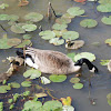 Canada goose (with goslings)
