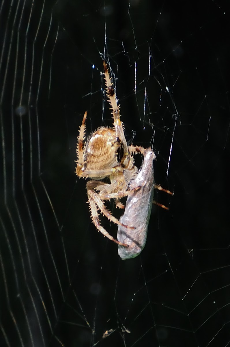 European garden spider, Araña de jardín