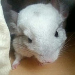 Chinchilla Translator 1.1.0