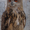 Eurasian Eagle-Owl/Velika uharica