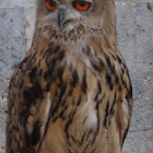 Eurasian Eagle-Owl/Velika uharica