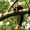 Malabar giant squirrel
