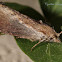 Greater Wax Moth