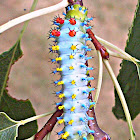 Cecropia caterpillar