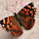 Painted Lady