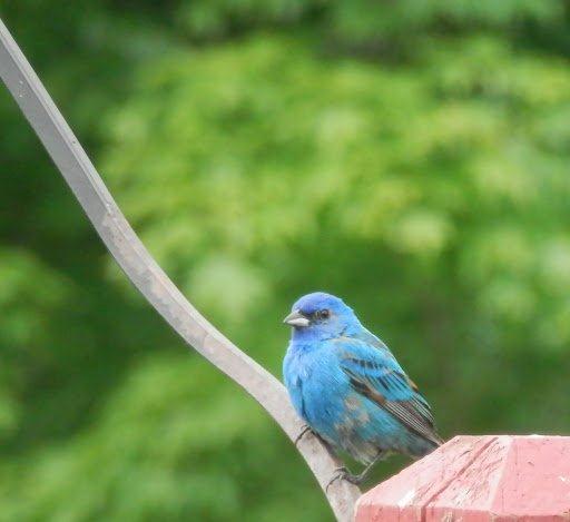 Indigo bunting