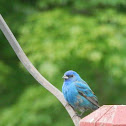 Indigo bunting