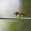 Common Brown Robber Fly