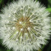 Dandelion (Seed head)