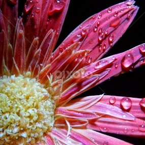   by Aman Marandi - Flowers Single Flower