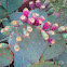 Prickly Pear