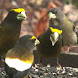 Bird and Bird Watching Updates