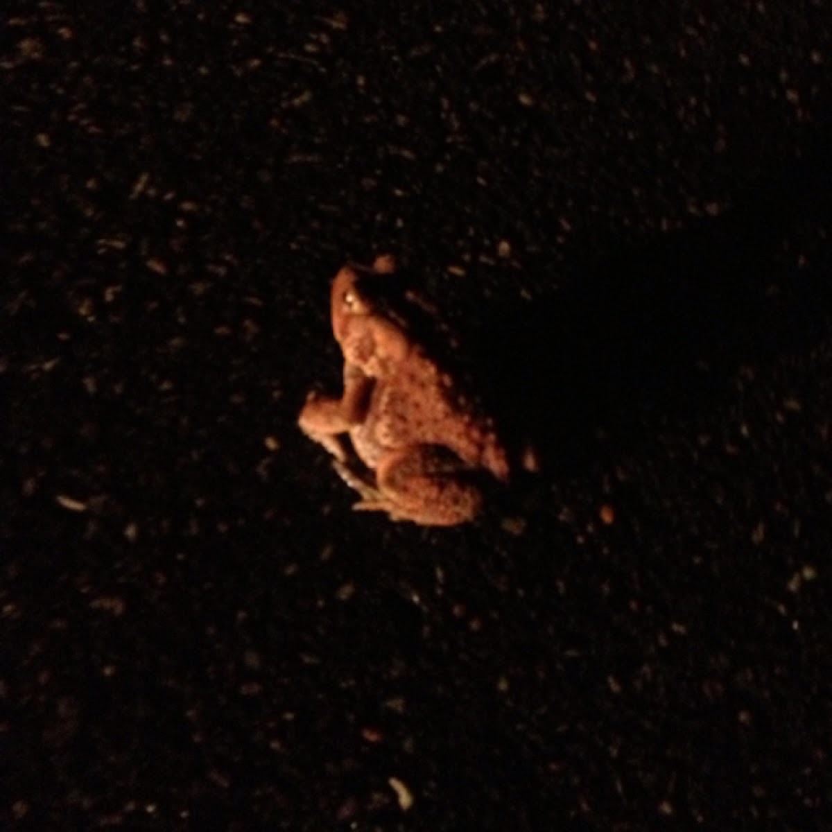 American Toad