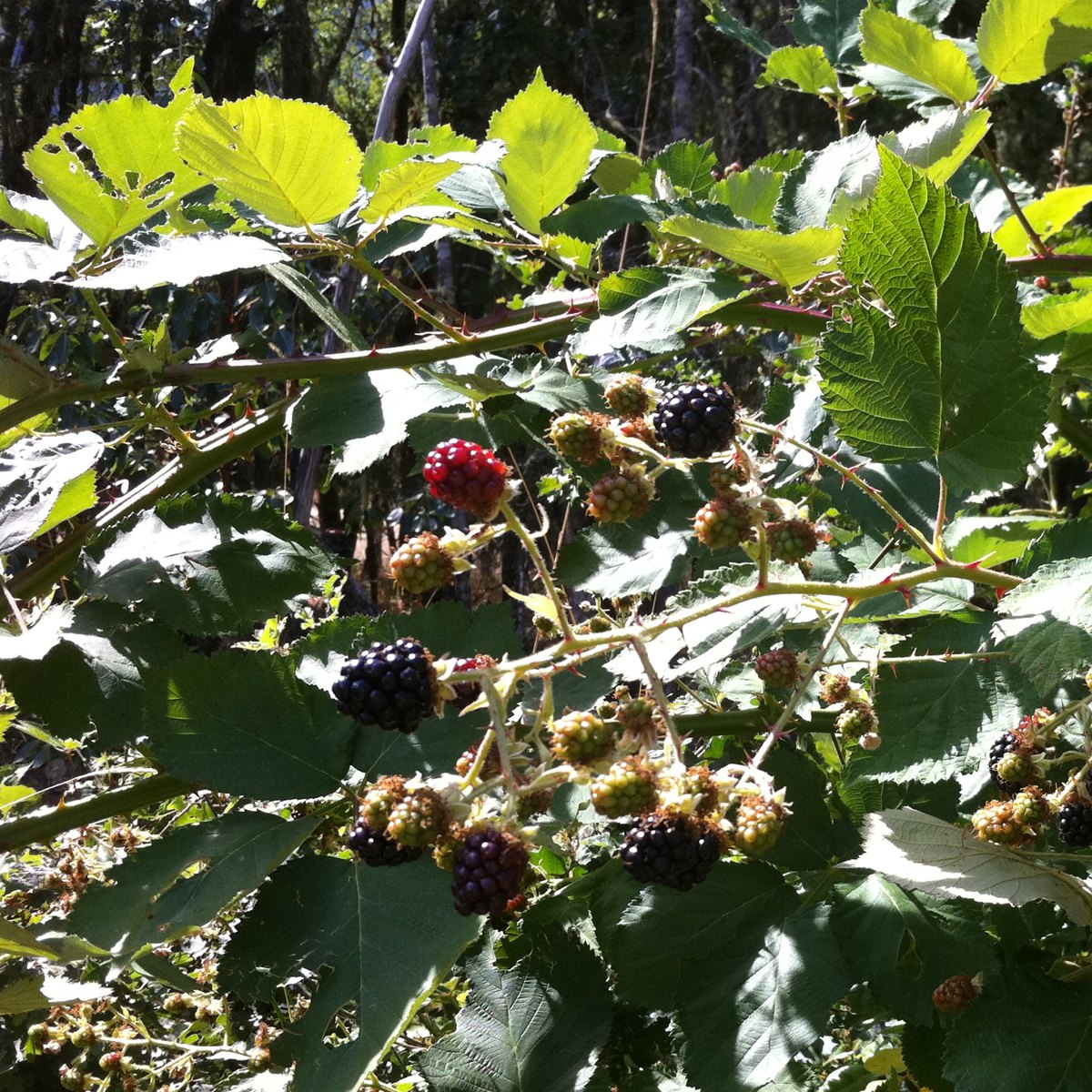 Himalaya blackberry
