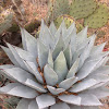 parry's agave
