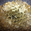 Papermaker wasp nest